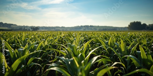 Rows of flourishing corn plants under natural light with designated copy space