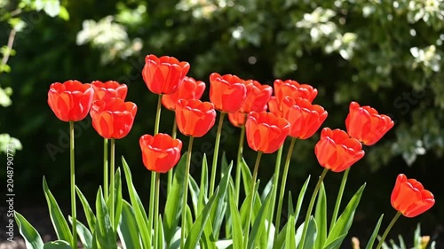 Beautiful vibrant red tulip flowers blooming outdoors in a sunny garden with green foliage background
