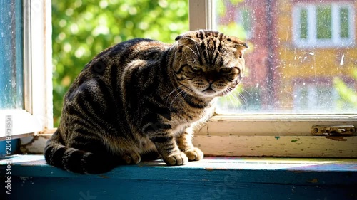 Cute brown tabby Scottish Fold cat resting on a blue windowsill looking out the window with bright sunlight illuminating the feline