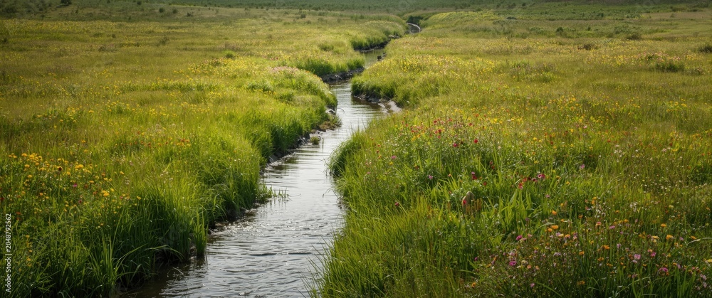 Obraz premium Sunny meadow field with a gently flowing drainage channel bordered by wildflowers