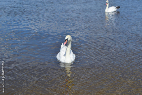 White Swan on the Lake. Mute Swan (Cygnus olor) gliding across the Lake at sunset. European bird wildlife. A beautiful swan swimming in a pond.A mute swan wading in a deep lake