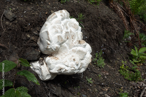 Quadro su tela A giant white puffball mushroom with textured cracked surface growing on a dirt