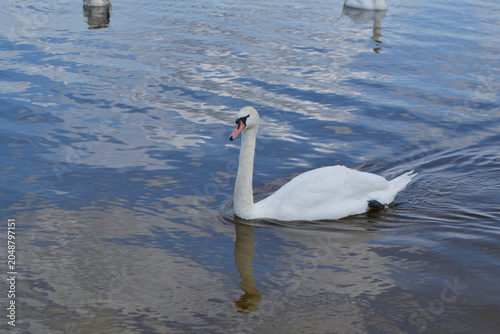 White Swan on the Lake. Mute Swan (Cygnus olor) gliding across the Lake at sunset. European bird wildlife. A beautiful swan swimming in a pond.A mute swan wading in a deep lake