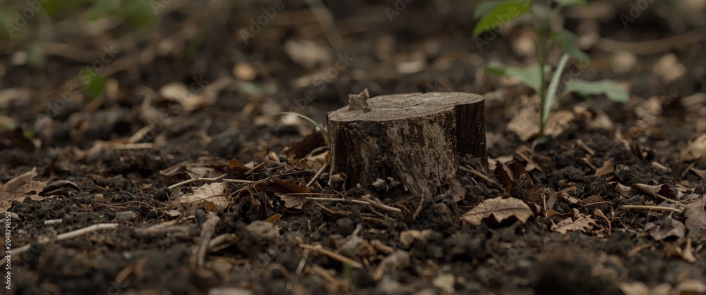 Naklejka premium Sharp focus on fox stool deposited on natural soil bed