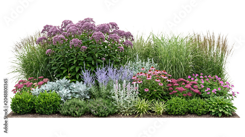 Lush garden bed featuring vibrant purple Joe Pye weed alongside ornamental grasses and colorful blooming perennial flowers arranged in a naturalistic landscape design style captured in high detail