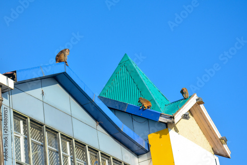 Canvastavla A group of monkeys perched playfully on the slanted, colorful roof of a modern b