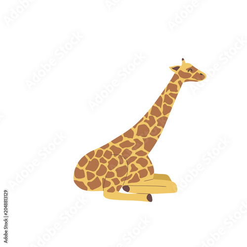 Bild auf Leinwand giraffe on white background