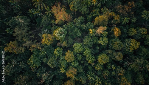 Vertical aerial view revealing extensive tropical dipterocarp forest within a pristine lowland ecosystem