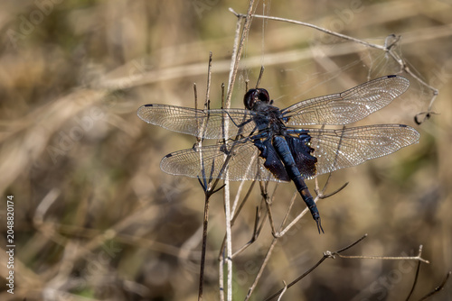 Black Saddlebags, Tramea lacerata