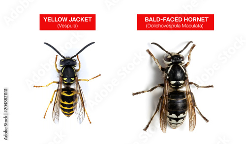 Bilde på lerret Yellow Jacket wasp vs bald-faced hornet. Wasp pest services