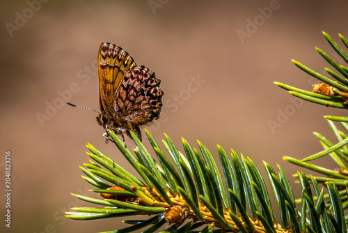 Canvastavla Western Pine Elfin, Callophrys eryphon
