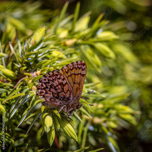 Western Pine Elfin, Callophrys eryphon