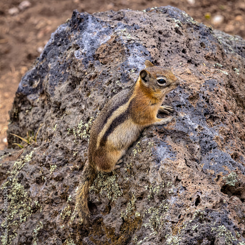 Common Golden-mantled Ground Squirrel, Callospermophilus lateralis