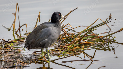 American Coot, Fulica americana at the Edge of a Pond