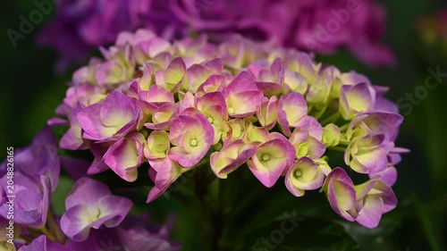 Beautiful purple hydrangea flowers blooming against dark green foliage