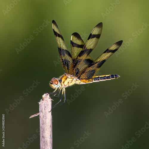 Halloween Pennant, Celithemis eponina