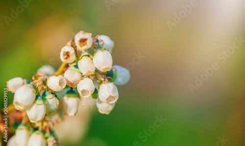 Bild auf Leinwand Blueberry blossom macro with soft bokeh background
