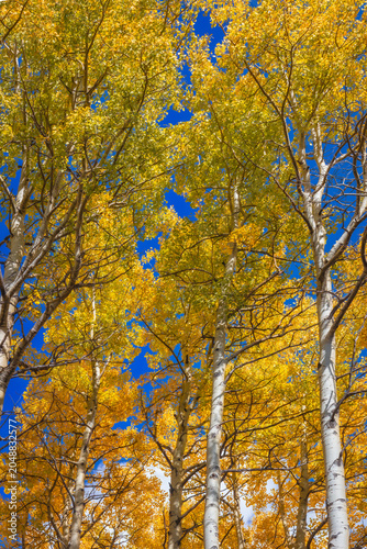 Quaking Aspen on a Clear Autumn Day