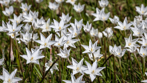 A Closer Look at Brazos Rain Lilies