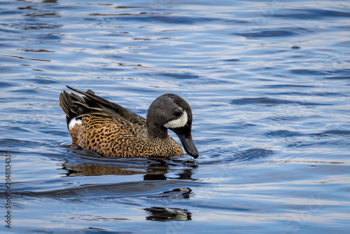 Blue-winged Teal, Spatula discors