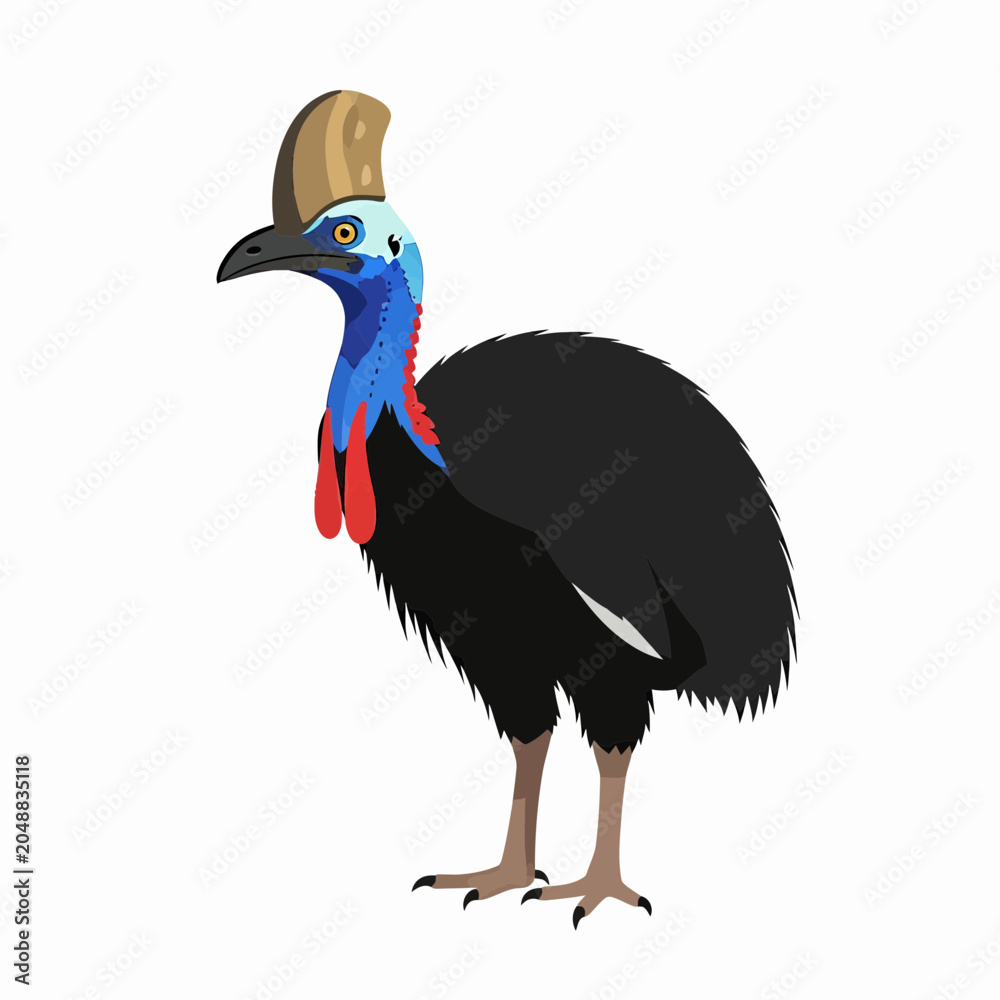 Obraz premium Colorful southern cassowary bird standing