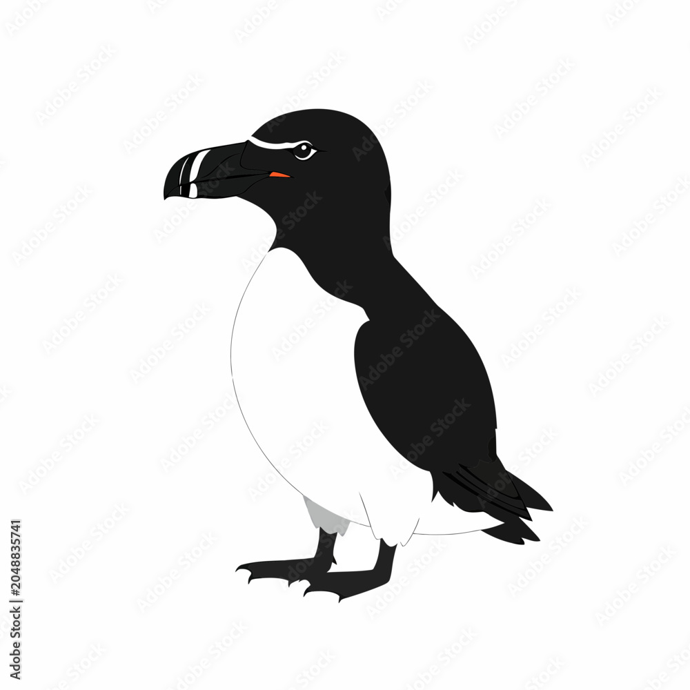 Fototapeta premium Razorbill bird standing in a side view illustration