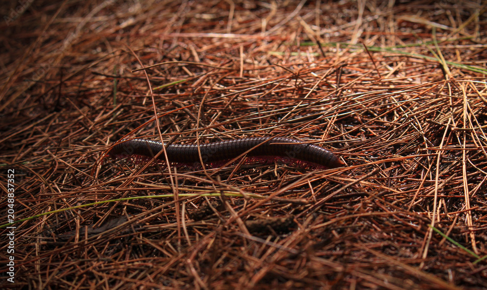 Fototapeta premium Macro shot of a millipede crawling on a forest floor covered with dry pine needles.
