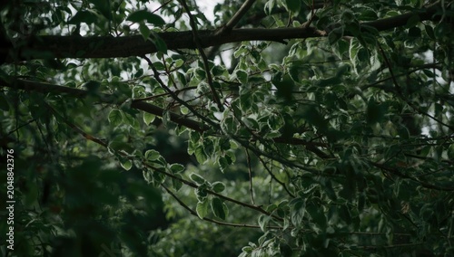 Subtle fuzziness on tree limbs thickly covered with green leaves
