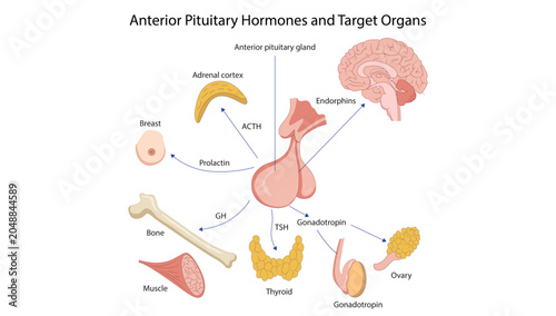Bild auf Leinwand Anterior Pituitary Hormones and Target Organs, anterior pituitary hormones and their target organs, highlighting hormonal regulation of growth, metabolism, reproduction, and stress responses