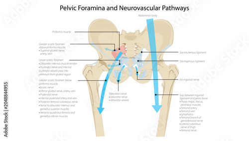 Bild auf Leinwand Pelvic Foramina and Neurovascular Pathways, the greater and lesser sciatic foramina, obturator canal, and the passage of major nerves and vessels through the pelvis