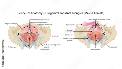 Perineum Anatomy – Urogenital and Anal Triangles (Male & Female), the urogenital and anal triangles, pelvic floor structures, and key anatomical landmarks in both male and female pelvis.