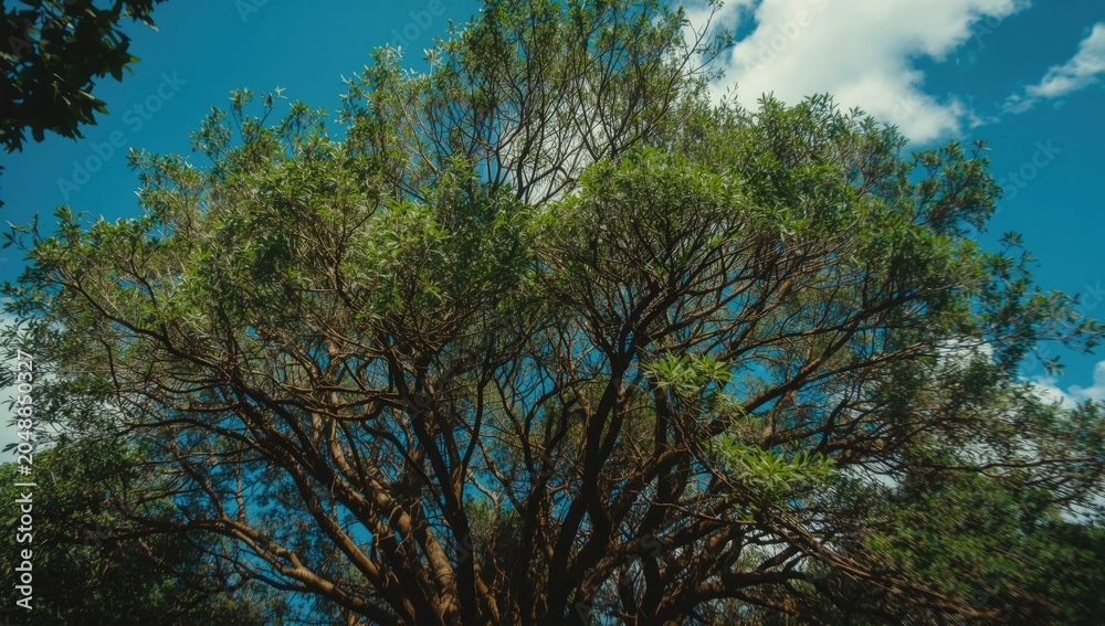 Fototapeta premium Overhead view focusing on a thick, flourishing canopy of forest trees