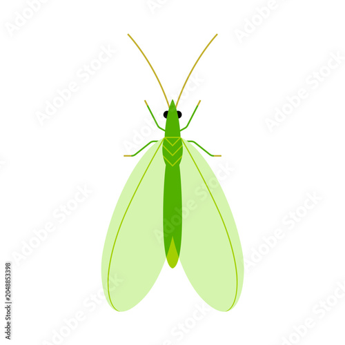 Green Lacewing Insect Vector Illustration Isolated on White Background
