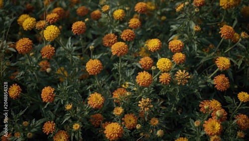 Lush calendula officinalis flower bed with light green foliage