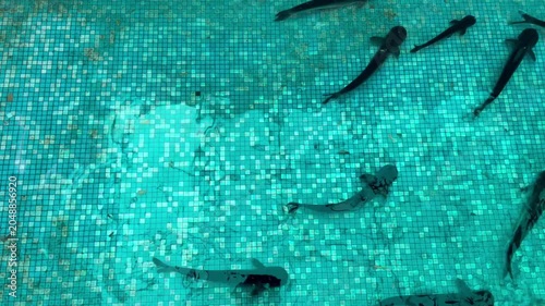 Fish Swimming Underwater in Tiled Pool with Clear Blue Water