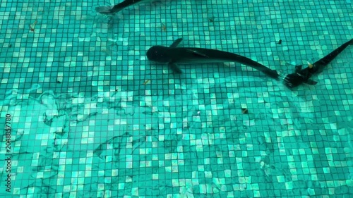 Fish Swimming Underwater in Tiled Pool with Clear Blue Water