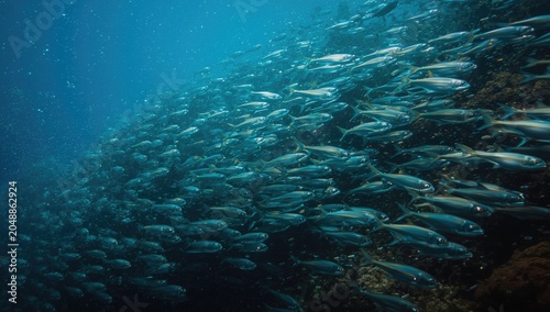 Thriving jack fish community swimming in unison within ocean ecosystem