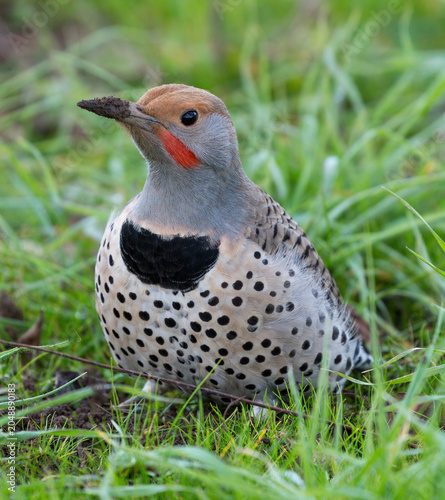 Northern Flicker resting on the ground amid lush green grass, dirt-digging for ants. Joseph D. Grant County Park, Santa Clara County, California.
