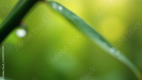 Fresh dewdrop on green grass blade: symbol of morning nature awakening, purity and harmony for spring and ecology background