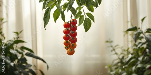Red ripe cherry tomatoes fl...