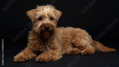 Vibrant Soft Coated Wheaten...