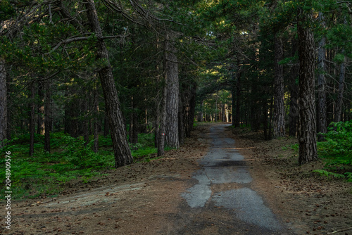 Forest Pathway Silence