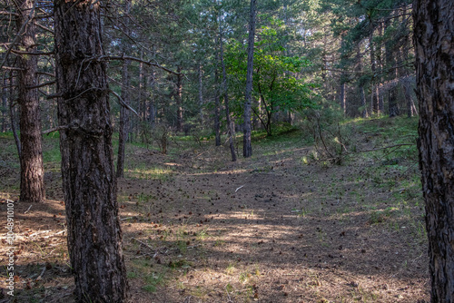 Forest Pathway Silence