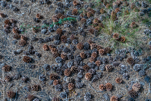 Pine Cones Ground