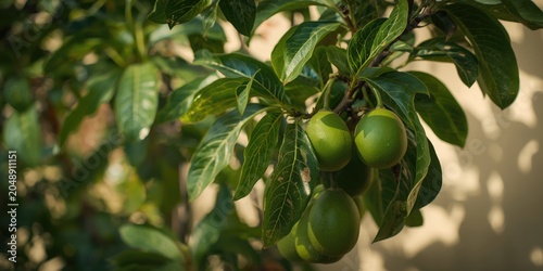 Healthy Ficus Pungens plant...