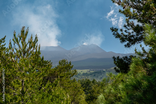 Volcanic Forest View