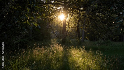 Sunlight glowing through th...