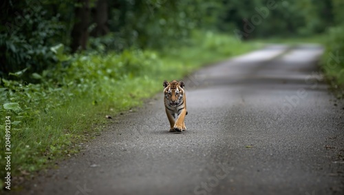 Juvenile tiger cub navigating a quiet forest road with greenery
