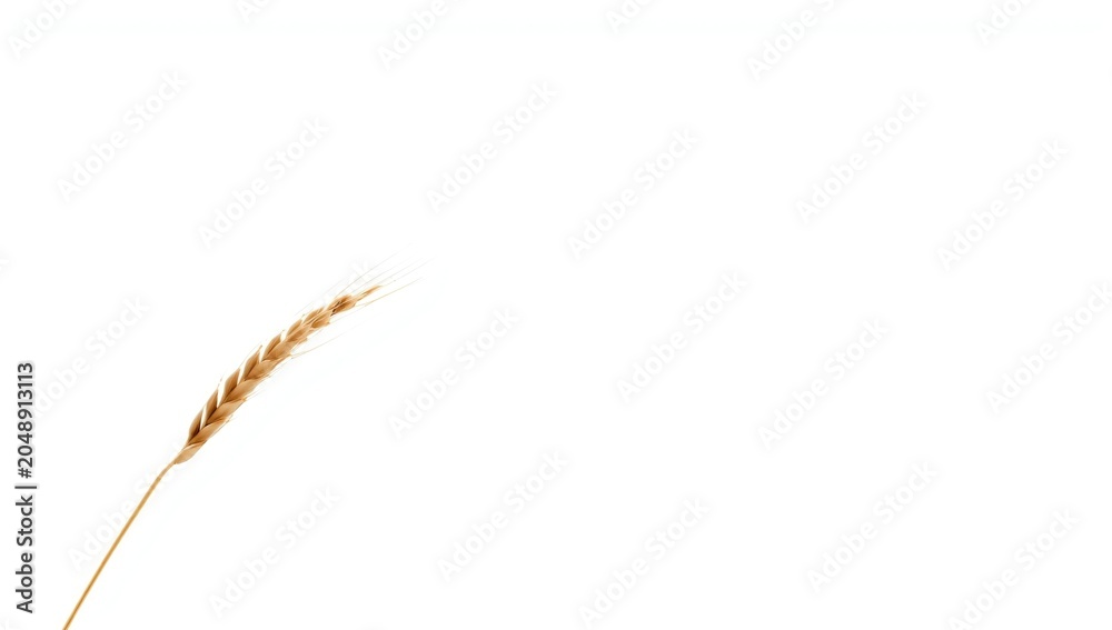 Obraz premium Ear of wheat shown in muted natural tones isolated on bright background for farming theme