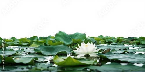 Luminous white lotus in pea...